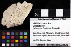 Foto (Objket + Etiketten) von Decapoda indet. 